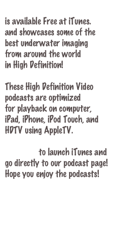 DiveFilm HD Video podcast
is available Free at iTunes.
and showcases some of the 
best underwater imaging
from around the world
in High Definition!

These High Definition Video 
podcasts are optimized
for playback on computer,
iPad, iPhone, iPod Touch, and 
HDTV using AppleTV.

Click here to launch iTunes and
go directly to our podcast page!
Hope you enjoy the podcasts!


