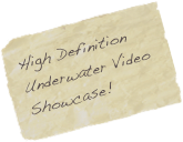 High Definition
Underwater Video Showcase!